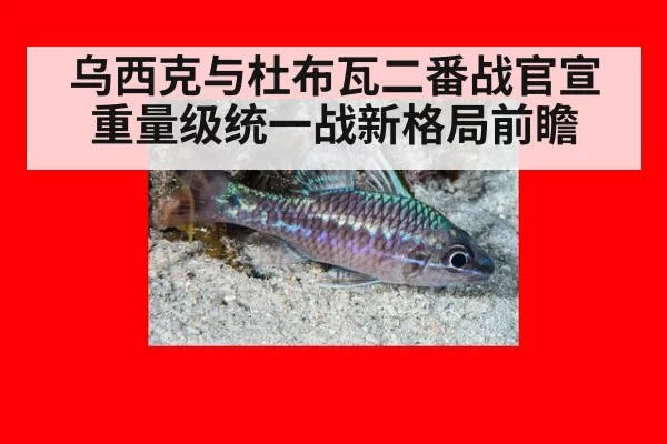 乌西克与杜布瓦二番战官宣 重量级统一战新格局前瞻
